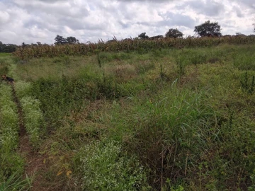 Farm & Agricultural Land